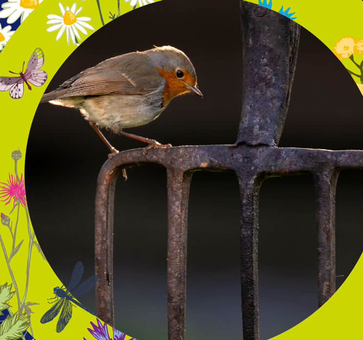 robin sitting on a garden fork