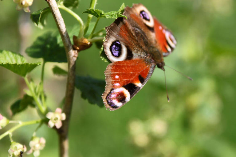 red and black butterfly on a leaf