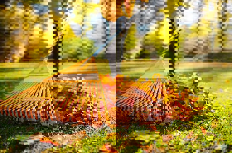 Person raking autumn leaves