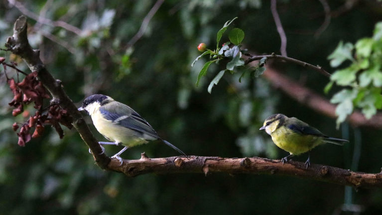 two bird sitting in a tree